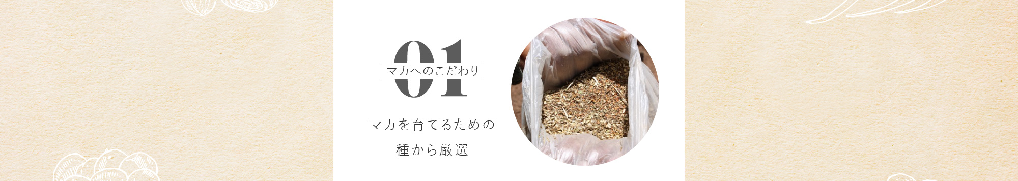 マカへのこだわり01 マカを育てるための種から厳選
